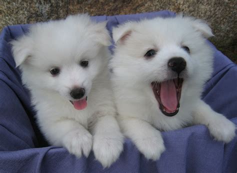 American Eskimo Dog Puppies For Sale | California Street, CA #222480