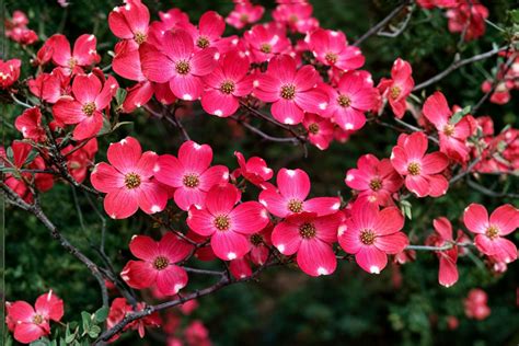 Dwarf Pink Dogwood Seeds - Cornus Florida | Hardy Flowering Tree - Etsy