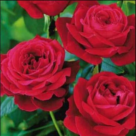 PEMDASGARDEN 30+ Red Mr. Lincoln Hybrid Tea Plant Seeds, GMO Free ...