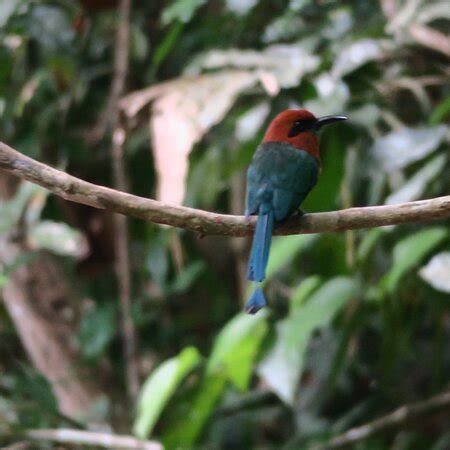 Birding Pipeline Panama (Gamboa) - 2021 What to Know Before You Go ...