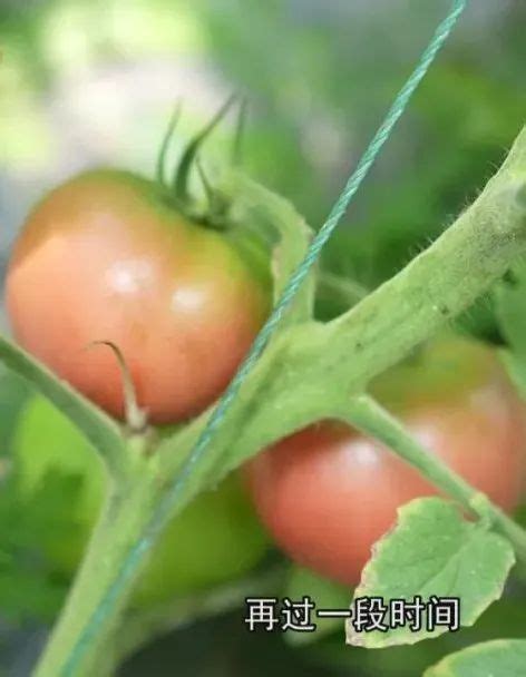 【丰收故事我来讲 争做红领巾讲解员】第五期：西红柿与向日葵的种植管理_高平市人民政府网