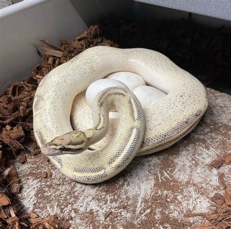 Highway Ball Python 的图像结果