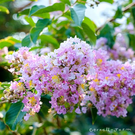Lagerstroemia Muskogee 15gal 5-6ft Crape Myrtle Shrub Form – Cornell Farm