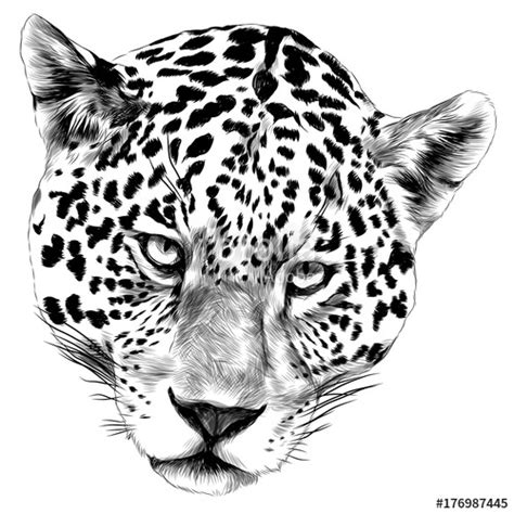 Jaguar Animal - Drawing Skill