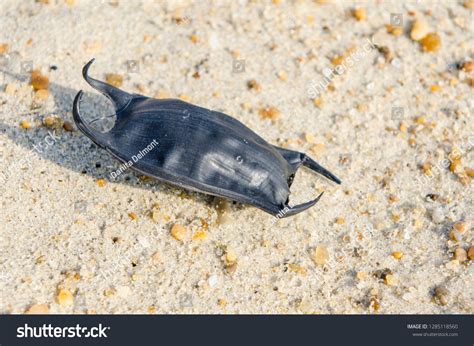 Shark Egg Case Chondrichthyes Mermaids Purse Stock Photo 1285118560 ...
