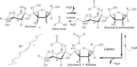 Solvent-Free Lipase-Catalyzed Synthesis of Technical-Grade Sugar Esters ...