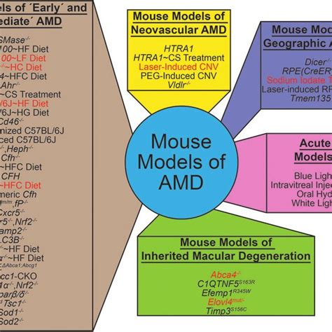Image result for Mouse Model Reference