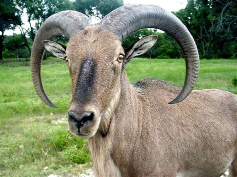 Image result for Cartoon Network Sheep