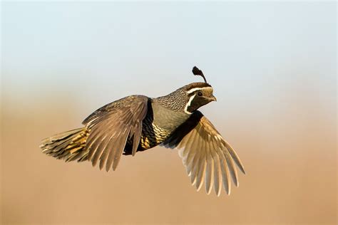 Quail In Flight