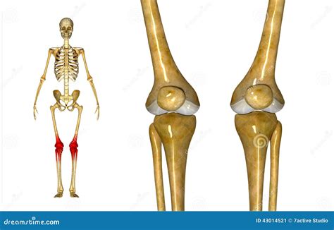 Knee joints stock illustration. Illustration of knee - 43014521