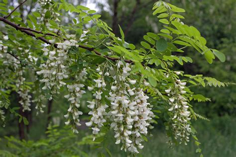 Black Locust Flower