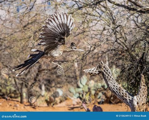 Adult Flying Greater Roadrunner Stock Image - Image of crest, landing ...