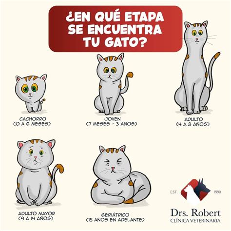 Пин от пользователя Yessy Maa на доске Gatitos