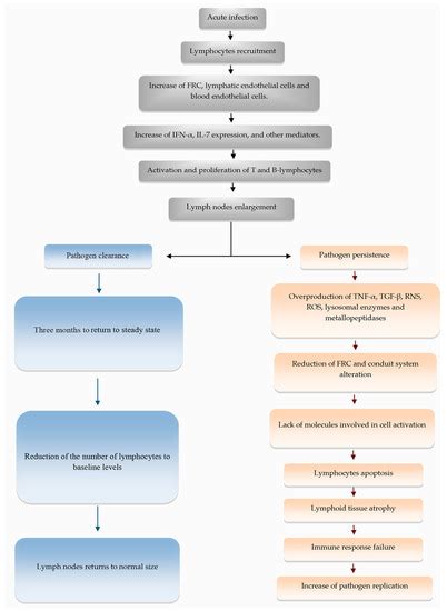 Infectious Diseases and the Lymphoid Extracellular Matrix Remodeling: A ...
