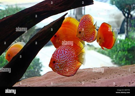 Image result for Discus Fish Water Conditions