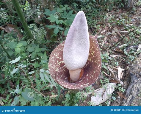 One Type of Rafflesia Flower that Grows in the Forest is Blooming, this Flower is Small and ... - what is the smell of rafflesia