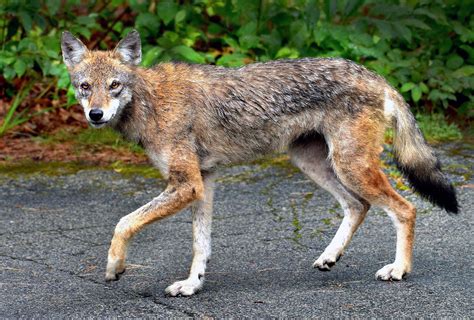 Unveiling the Enigma: The American Folklore of Skinwalkers – Literary ...