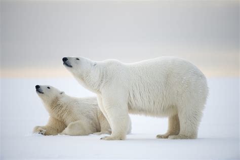 Polar bear - WWF Arctic