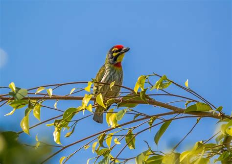 Backyard Safari | Nature inFocus