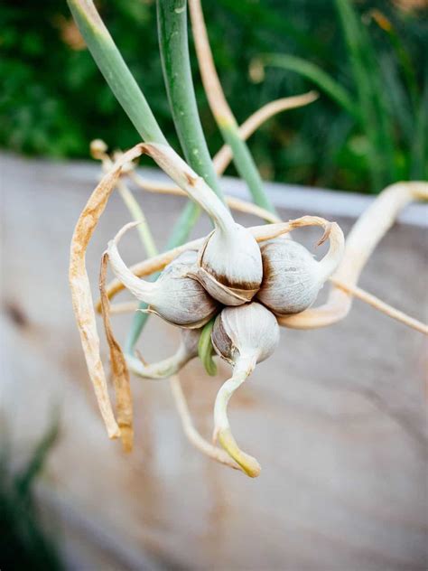 How to Grow Egyptian Walking Onions (My Favorite Perennial Onion ...