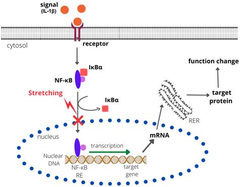 Mechanisms Underlying Anti-Inflammatory and Anti-Cancer Properties of ...