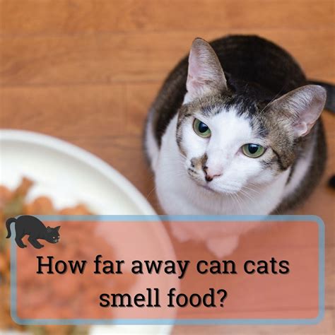 Can Cat Smell Death at Lily Coy blog