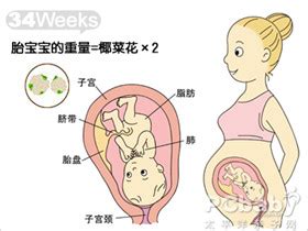 怀孕34周胎动、胎儿体重、羊水指数、胎儿大小_孕34周胎儿发育情况_亲子百科_太平洋亲子网