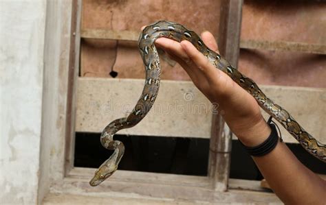 Image result for Baby Python Handling