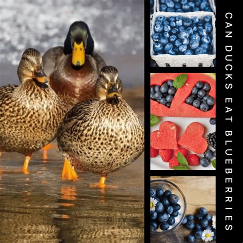Can Ducks Eat Blueberries? Exploring the Diet of Ducks | by Mazhaoyang ...
