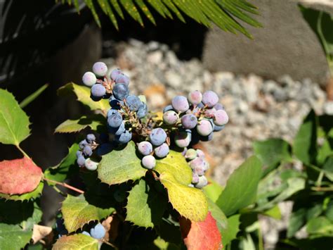 Harmony Farm Supply & Nursery – Organic Since 1980