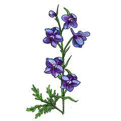 Poisonous Plants Common in USA [Full List With Pictures] | Poisonous ...