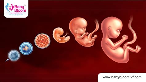 Image result for Embryonic Development Process