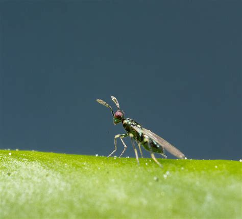 Diglyphus isaea (Parasitic Wasp): Biological Control of Leaf Miners