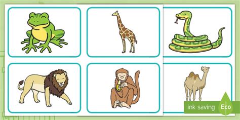Zoo Animal Picture Cards (teacher made) - Twinkl