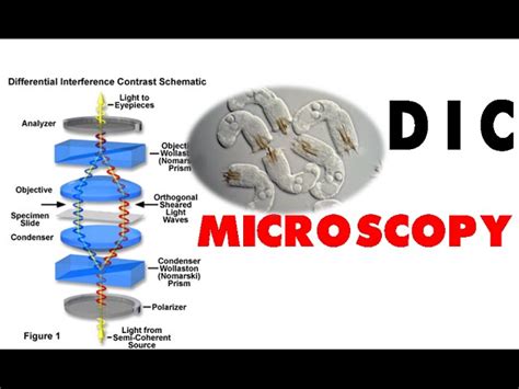 Image result for DIC Microscopy Tutorial