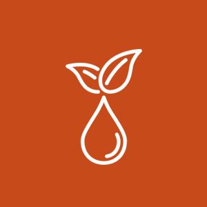 Buy Jiva Pure Shilajit 60 Capsules | Purifies Blood, Rejuvinates ...