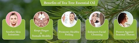 Buy Rey Naturals Pure Tea Tree Essential Oil | Tea Tree Oil For For ...
