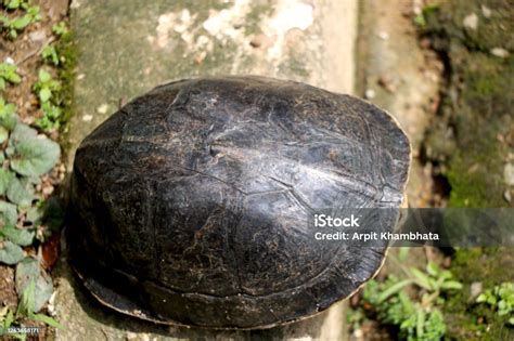 Image result for Turtle Inside Shell Ring