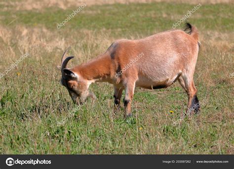 French Alpine Goat