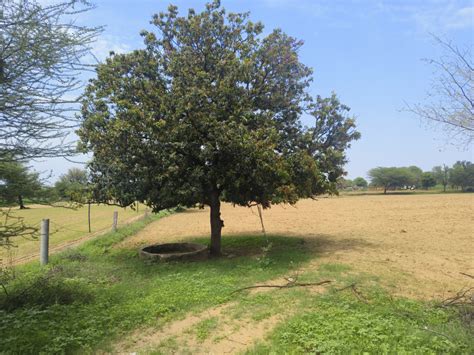 10 Bigha Agricultural/Farm Land for Sale in Sri Madhopur, Sikar - by ...