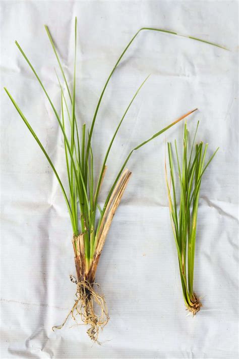 What Does Vetiver Smell Like? The Ultimate Guide | Dapper Confidential