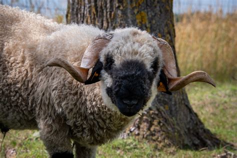 Sheep Valais Blacknose Free Stock Photo - Public Domain Pictures
