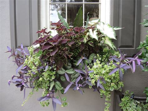 Taking a Stroll: Window Boxes | Container gardening, Shade plants ...