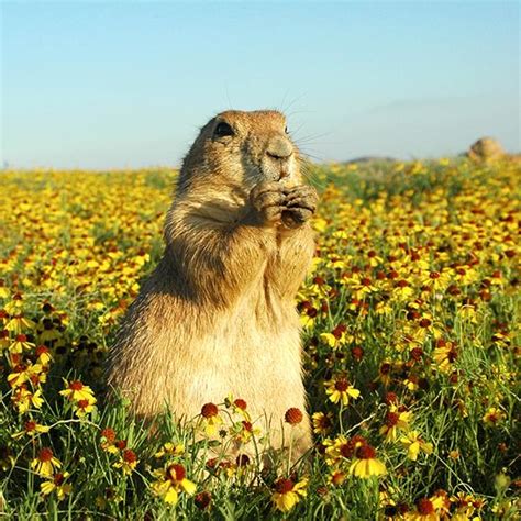 Image result for Gopher Types