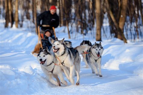 What Are The Parts Of A Dog Sled at Mary Loomis blog