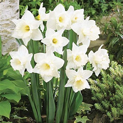 Floriculture Greens Winter Flower Bulbs Daffodil Aromatic Hybrid Flower ...