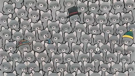 Seek and Find Puzzle: Only a champion can find a cat among the raccoons ...