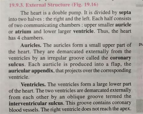 write about external structure of heart and draw the diagram and ...