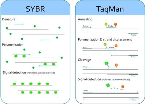 Image result for Real-Time PCR For Dummies