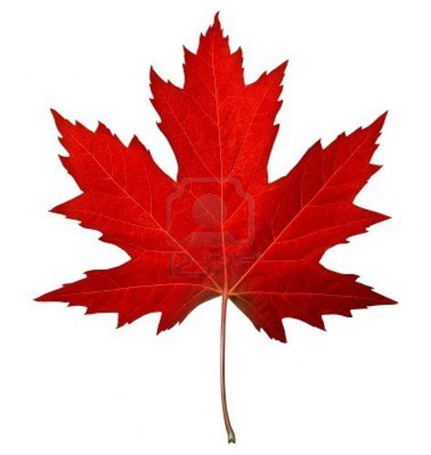 Red maple leaf as an autumn symbol as a seasonal themed concept ...